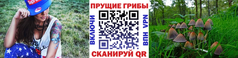 Купить закладки  Буинск  Псилоцибиновые грибы ЛСД 